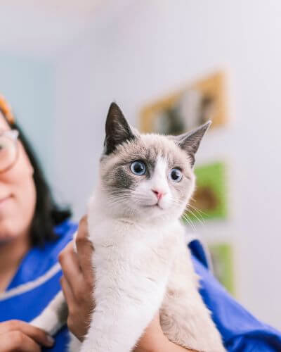 A lady vet holding a cat