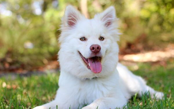 A white dog sitting on grass