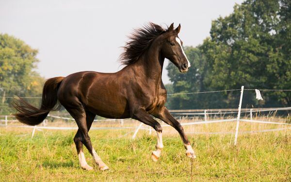 A horse running inside a fenced field