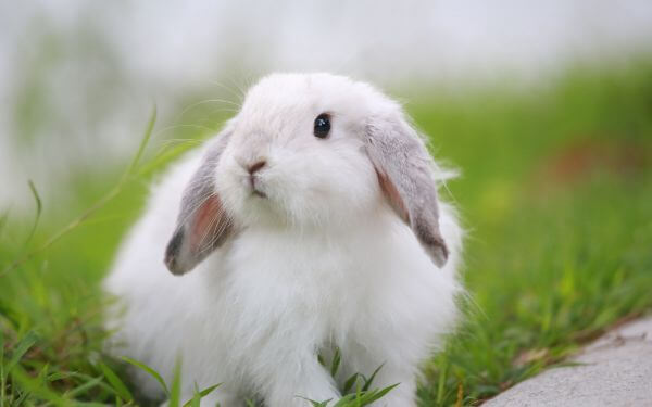 A white rabbit sitting on grass