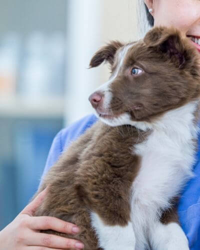 A vet affectionately holding a dog