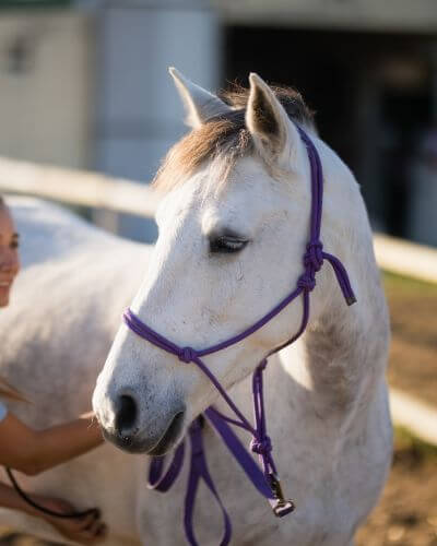 A woman gently pets a horse wearing a purple bridle