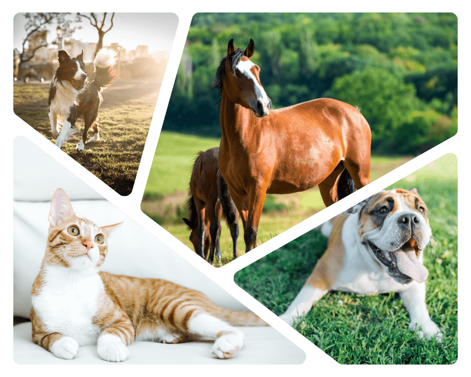 A collage image of cat, dogs and horses