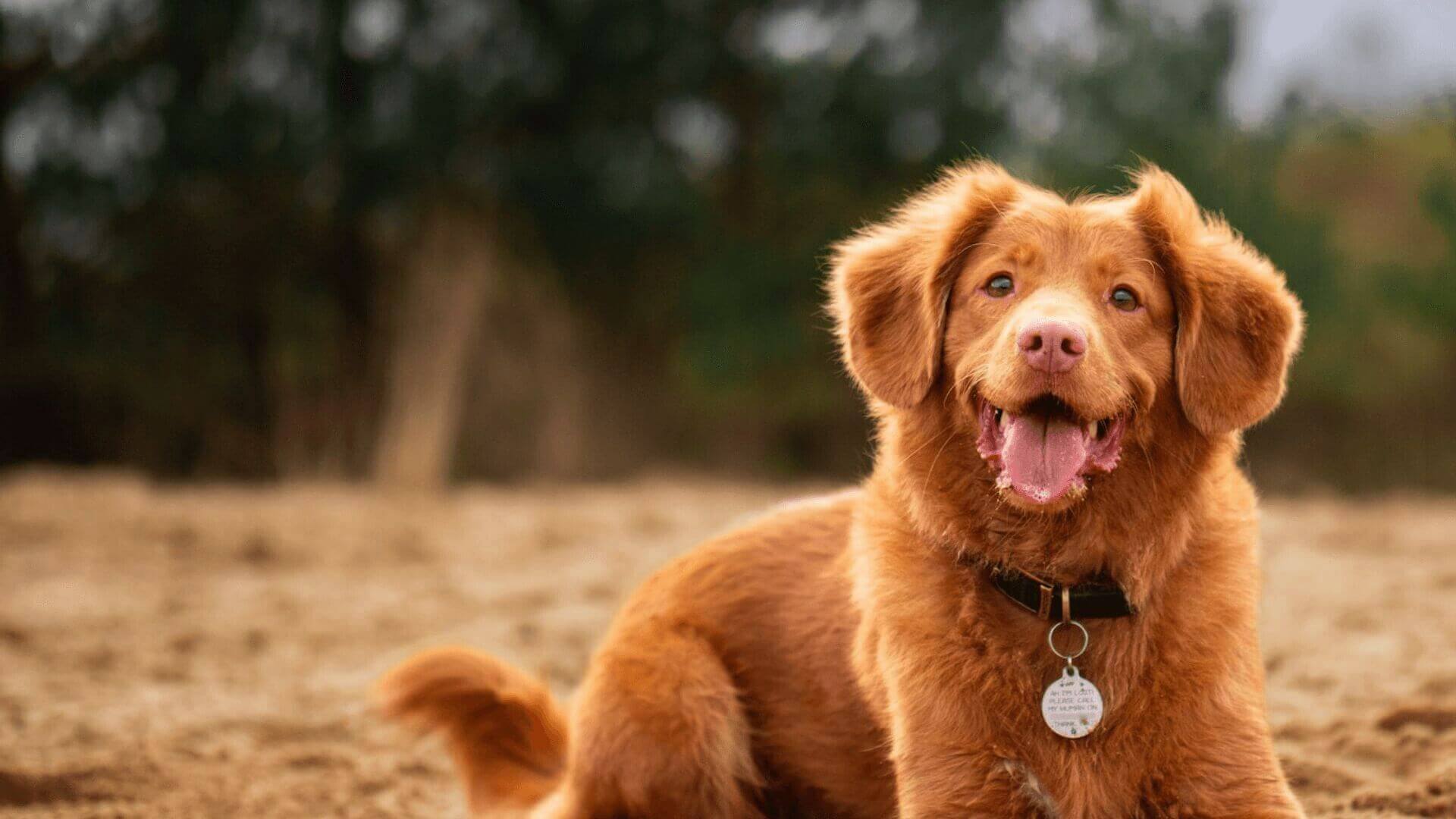 Intern Release Form Wisconsin Valley Veterinary Service