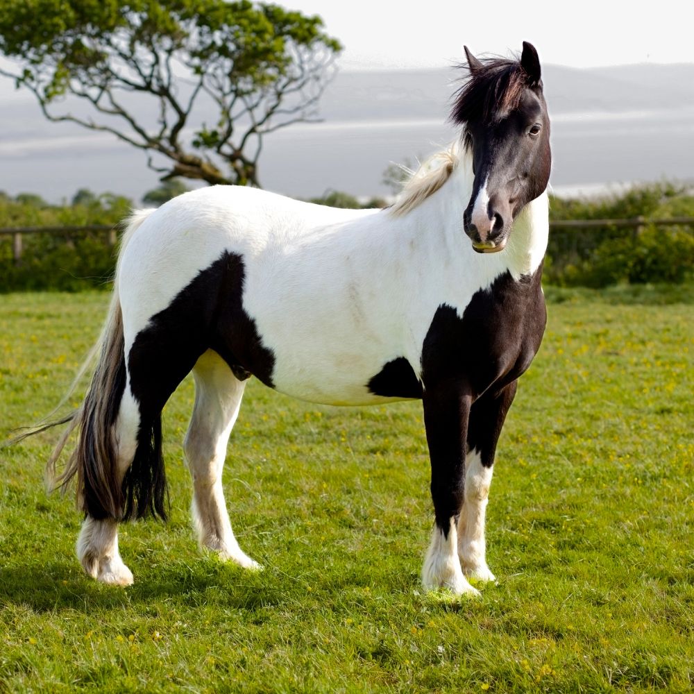 A black and white horse standing on a green field