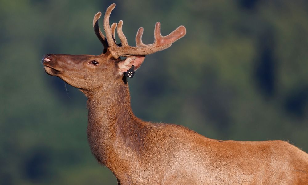 An elk on a blurred nature background