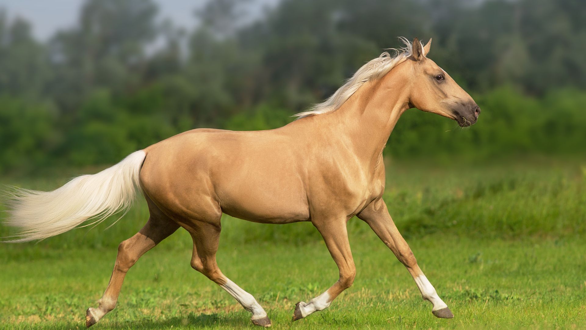 Equine Dentistry In Wausau WI Wisconsin Valley Vet Service equine-dentistry-in-wausau-wi-wisconsin-valley-vet-service