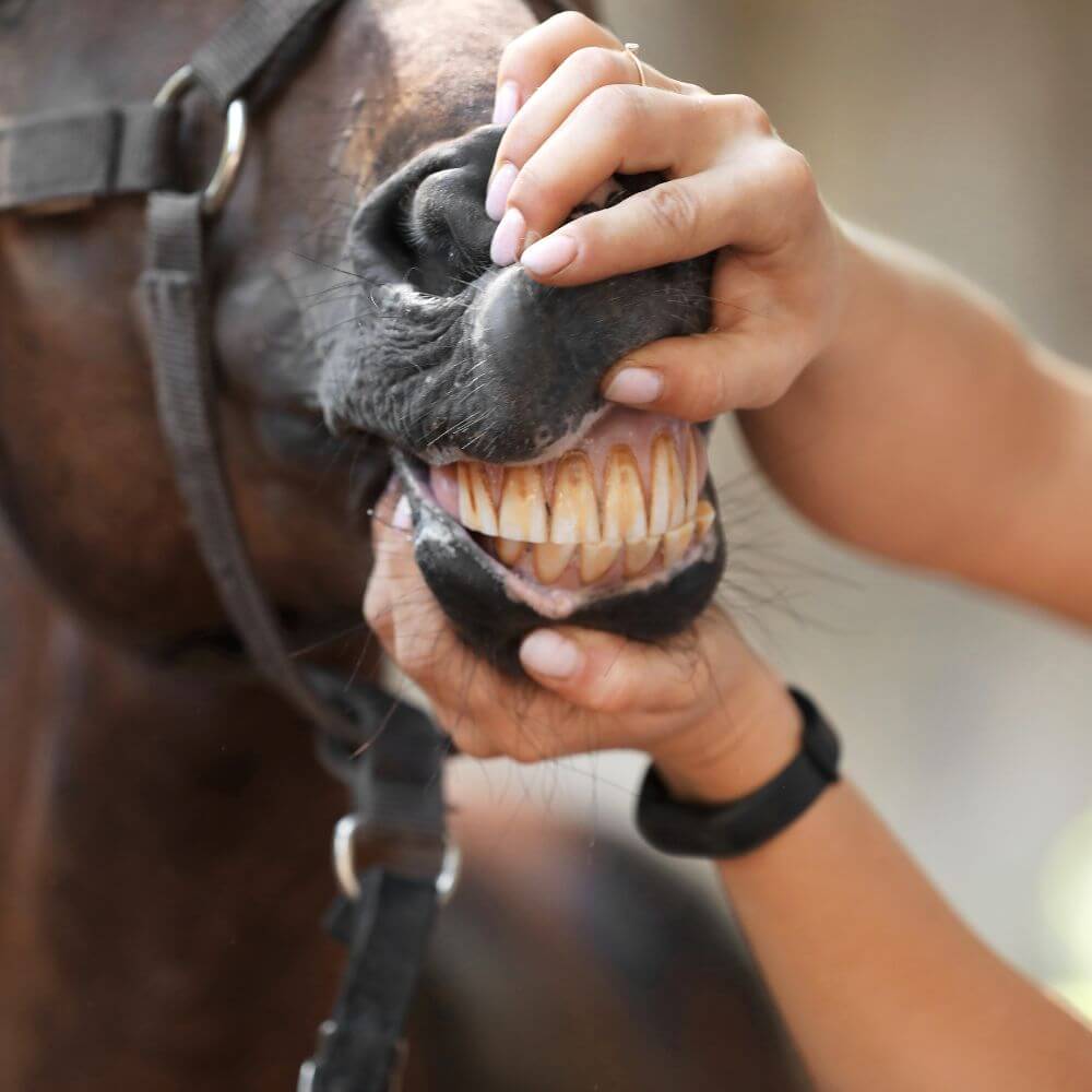 A vet examining a horse's teeth