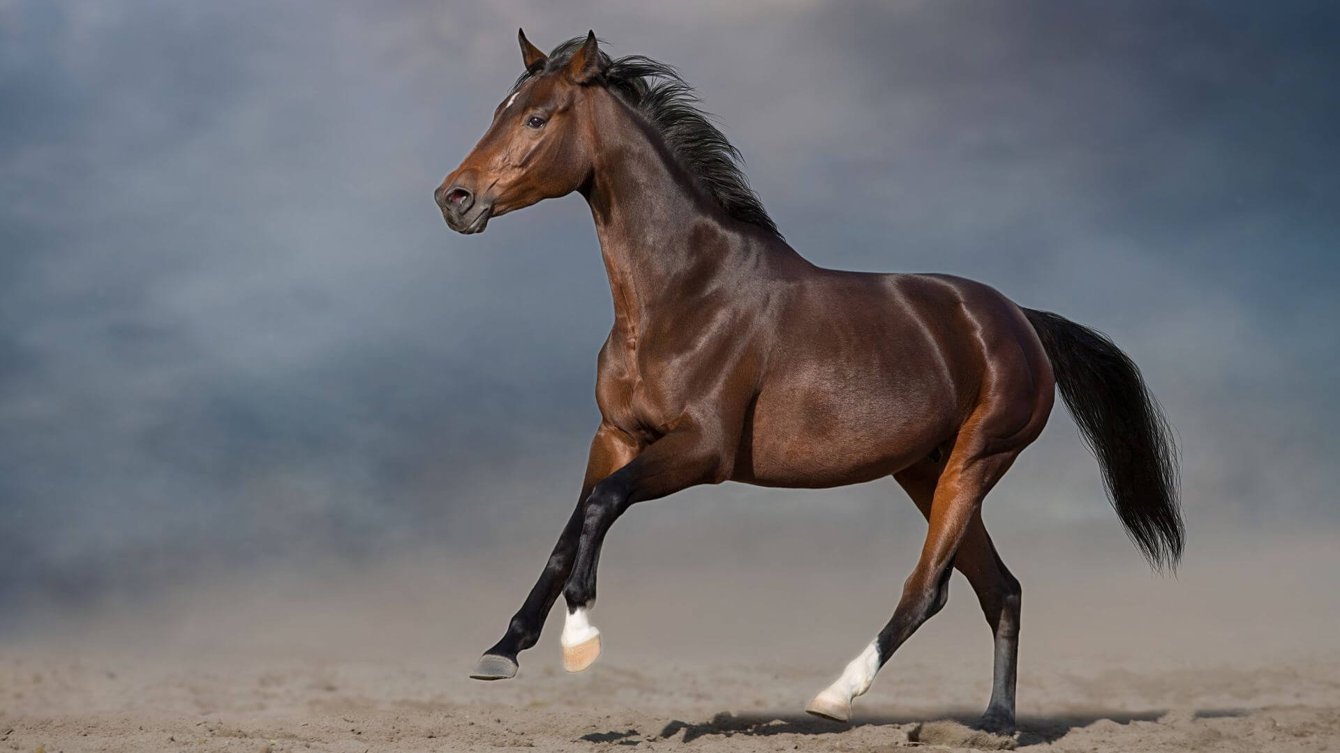 Equine General Surgery In Wausau, WI Wisconsin Valley Vet