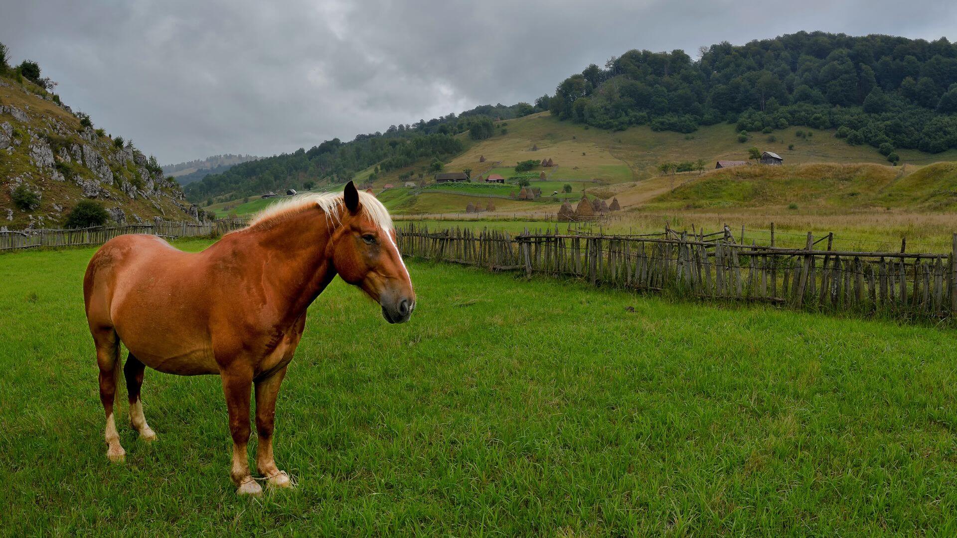 Equine Microchipping In Wausau, WI Wisconsin Valley Vet