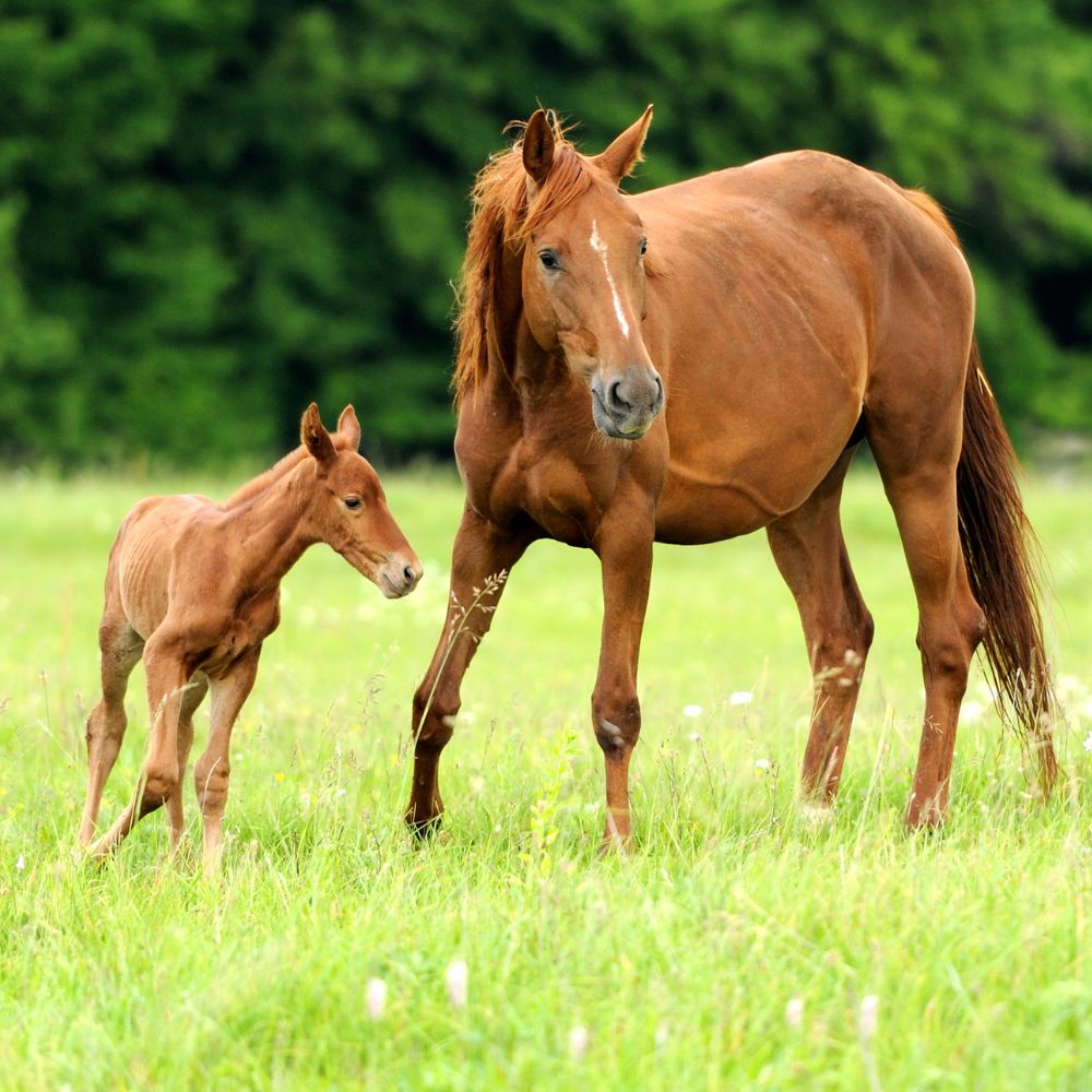 A mother horse and her foal in a green field