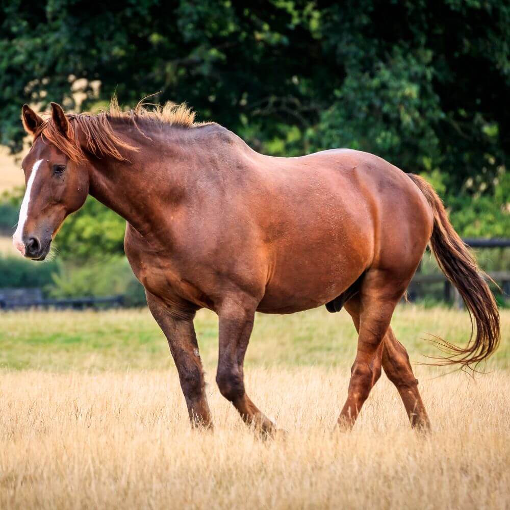 A brown horse walking on a dry grass field