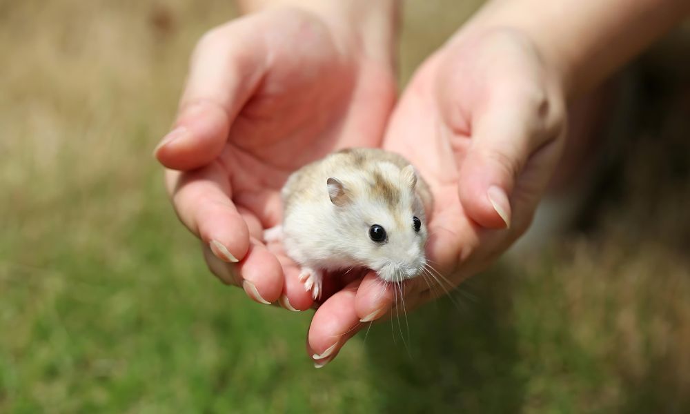 A hamster in a person's hands