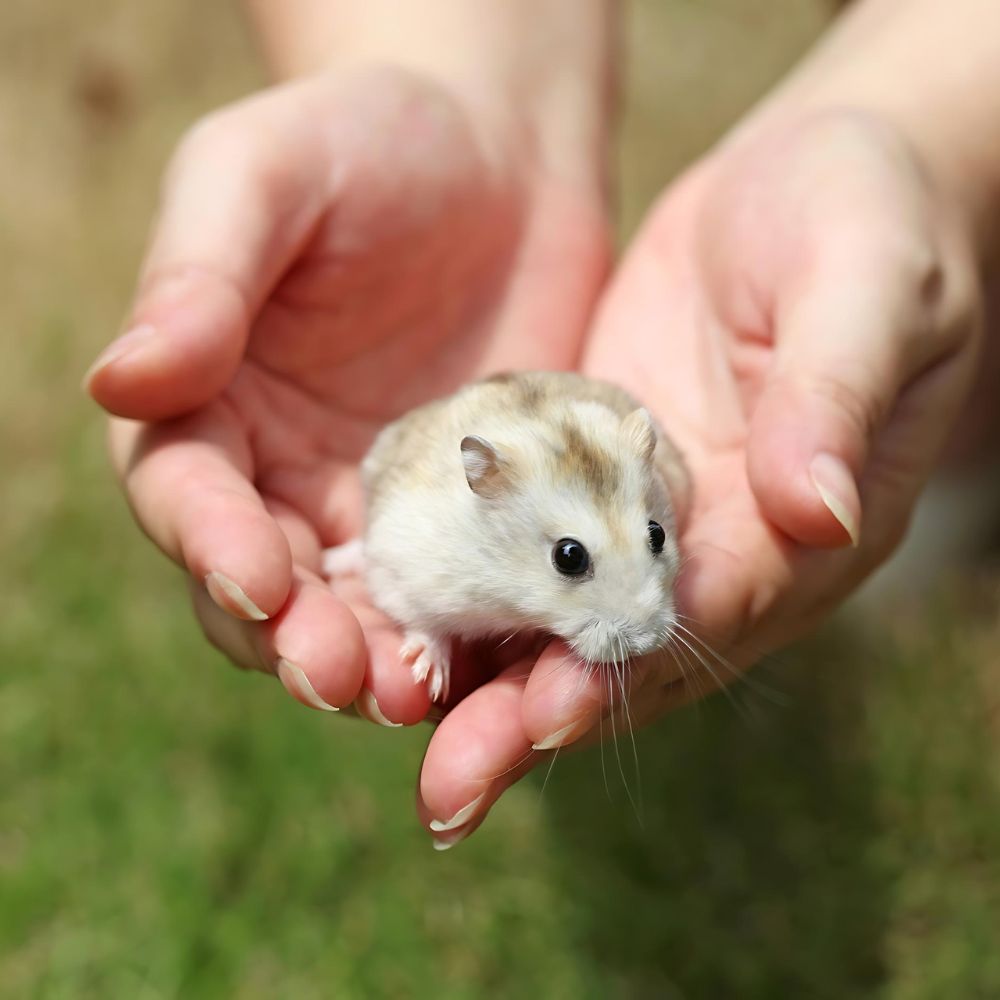 A hamster in a person's hand