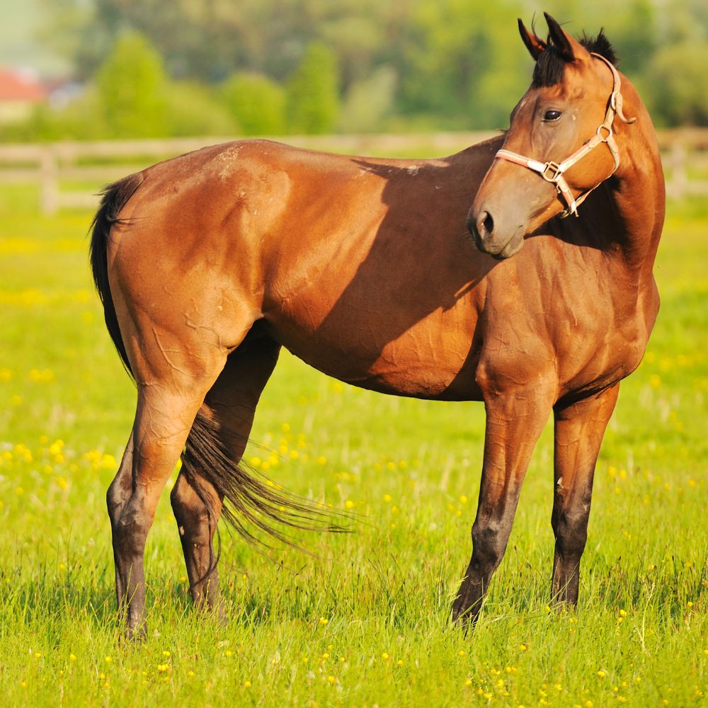 A brown horse standing on green grass