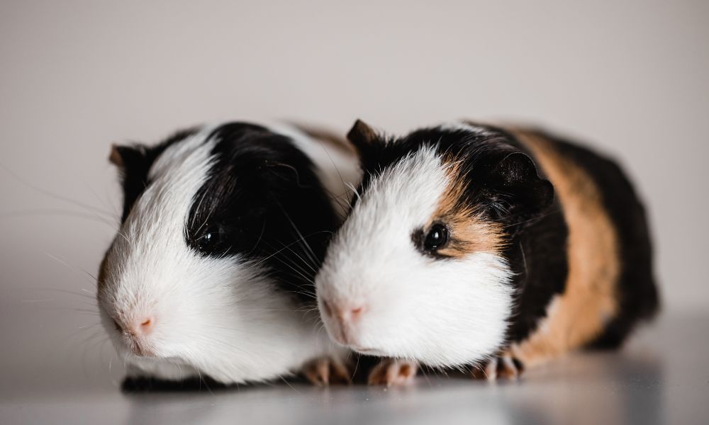 Two guinea pigs