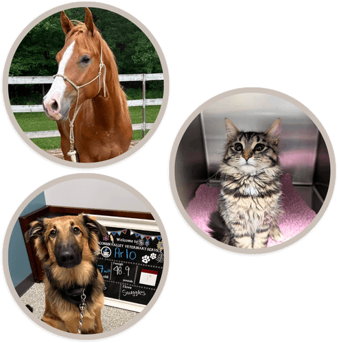 Collage image of a horse, a dog and a cat