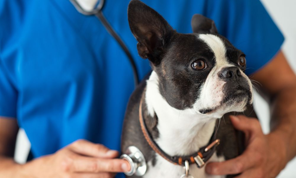 A vet examining a dog with a stethoscope