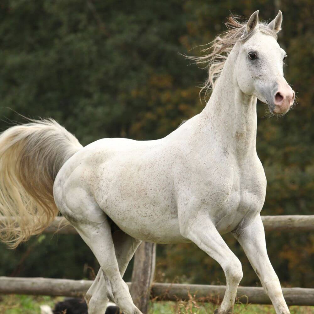 A white horse running through a grass field