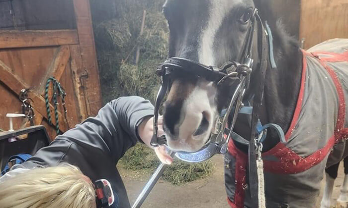 A vet examining a horse's teeth